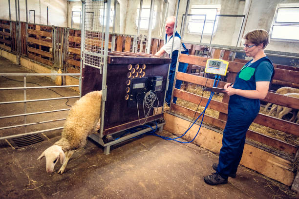 تصویر 4 از باسکول دام و طیور با صفحه نمایش ال سی دی خوانا