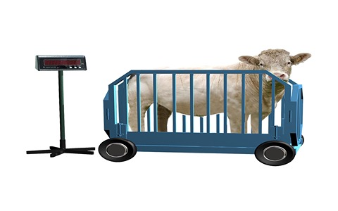 تصویر 5 از باسکول دام و طیور با صفحه نمایش ال سی دی خوانا