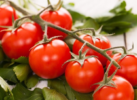 تصویر 4 از گوجه‌ فرنگی فله با طراوت بالا و ماندگاری مناسب برای نگهداری