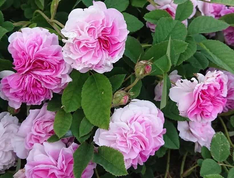 تصویر 3 از گل محمدی اصفهان با شکوفه های لطیف و رایحه دلنشین بهاری