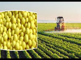 تصویر 4 از گوگرد گرانول برای گندم فله‌ ای دارای استاندارد ملی