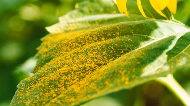 تصویر 2 از گوگرد گرانوله برای باغات میوه متنوع