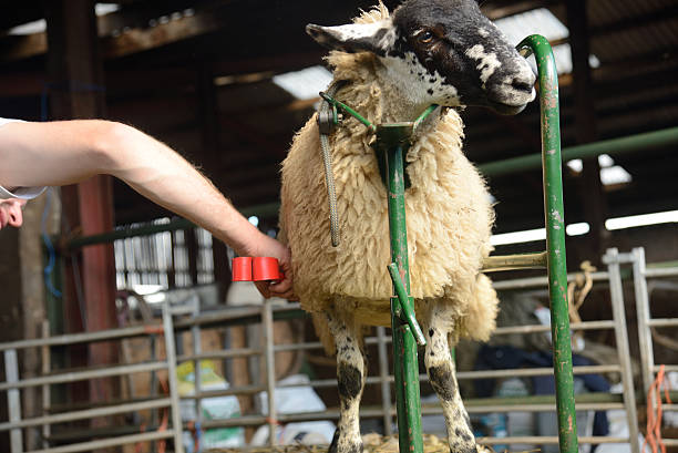 تصویر 1 از باسکول دامکش بی نظیر با پوشش رنگ پودری الکتروستاتیک مقاوم