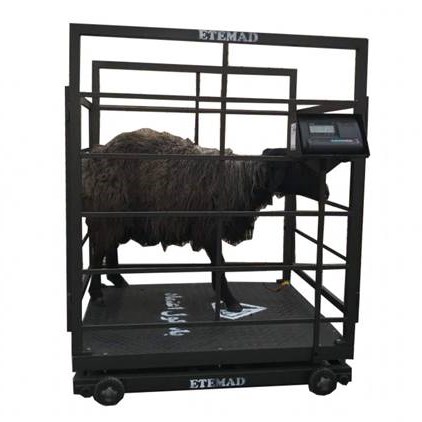 باسکول دامکش نیکو با درب های جانبی قفل شونده برای کنترل دام