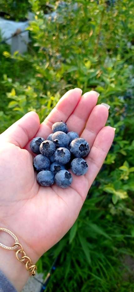 تصویر 1 از فروش عمده بلوبری تازه شمال درجه بندی جامبو