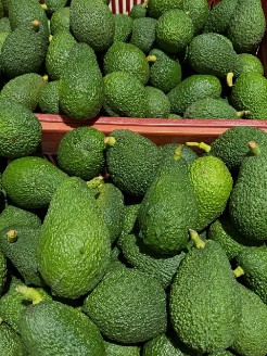 فروش عمده آووکادو تازه شمال درجه یک در ارقام مختلف