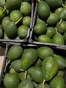 تصویر 4 از فروش عمده آووکادو تازه شمال درجه یک در ارقام مختلف