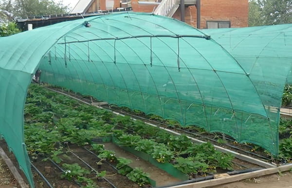 تصویر 2 از گونی گلخانه ای با وزن سبک و مقاومت بالا