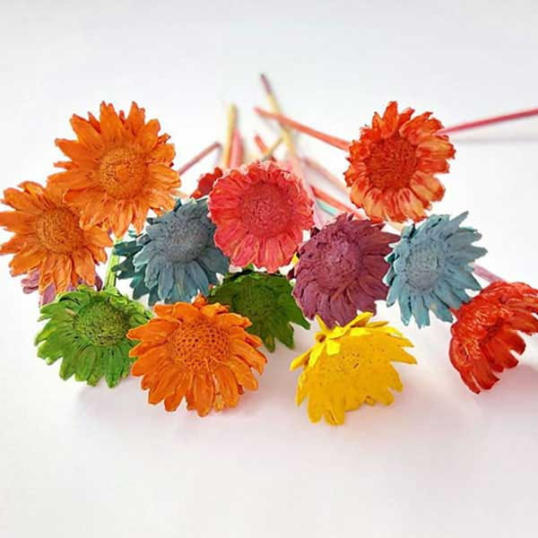 تصویر 1 از بابونه رنگی طیف چندرنگ تزئینی