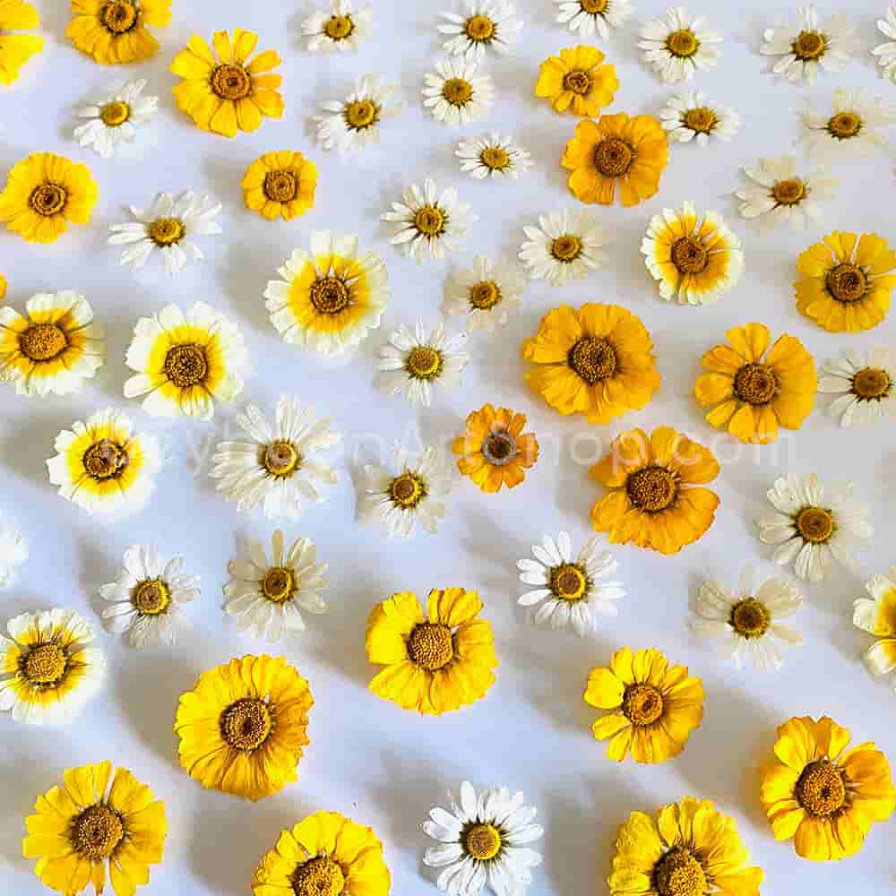 تصویر 2 از بابونه رنگی طیف چندرنگ تزئینی