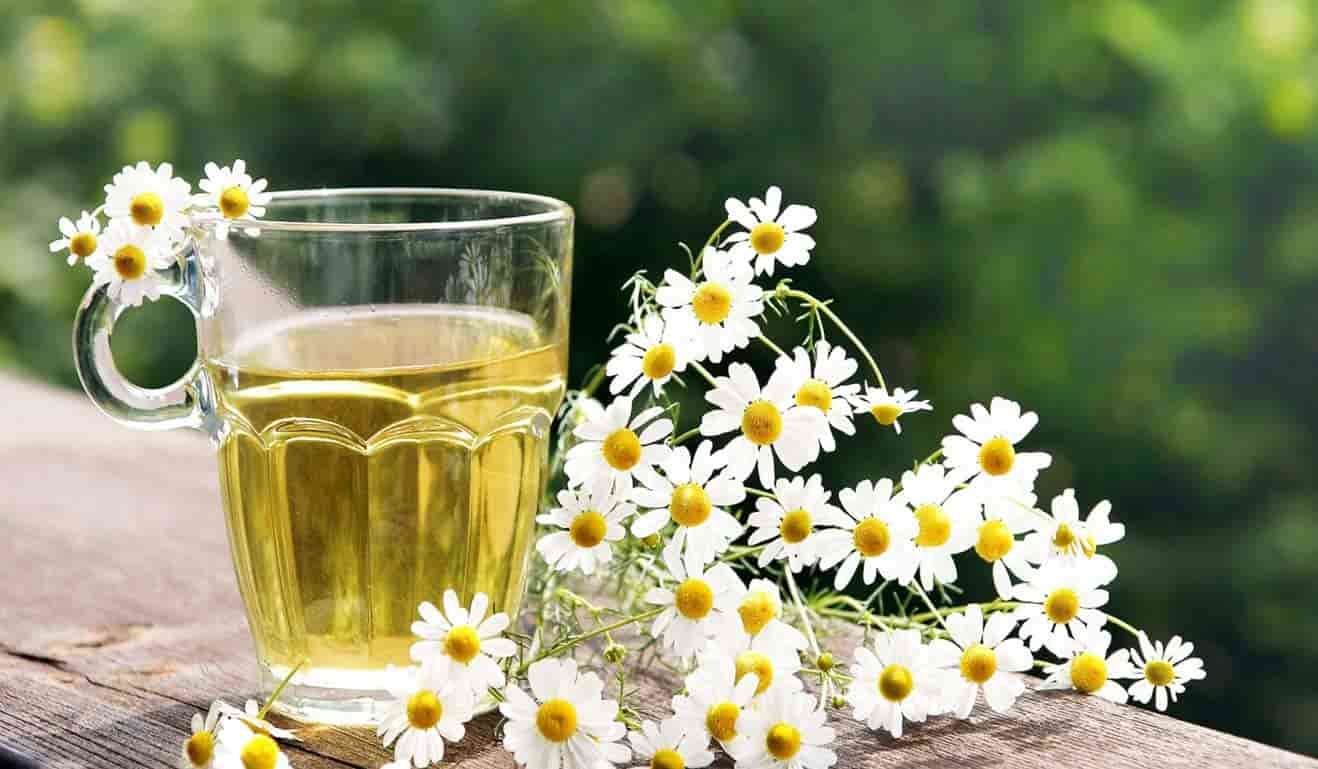 تصویر 1 از بابونه هندی منشا شبه قاره کاربرد سنتی