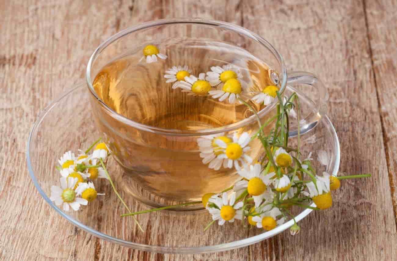 بابونه المانی واریته اروپایی دارویی