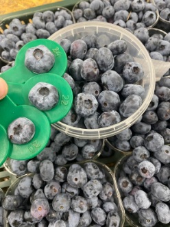 خرید عمده بلوبری ایرانی تازه قیمت روز کیفیت صادراتی و تأمین مستقیم باغداران
