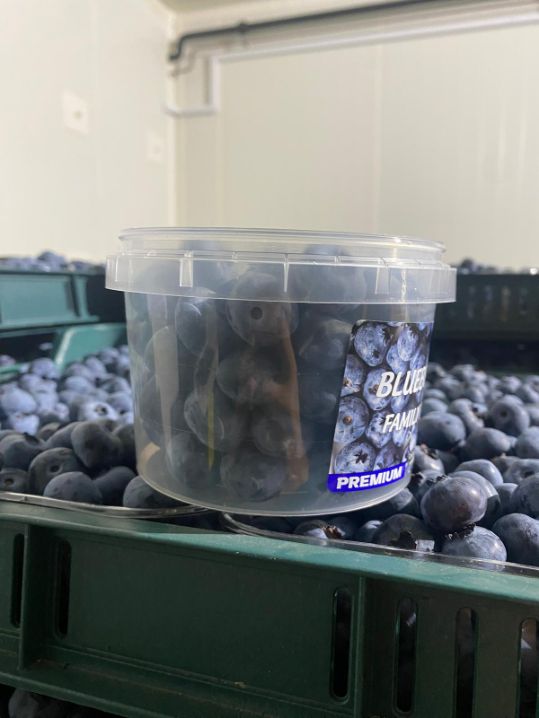 تصویر 1 از خرید عمده بلوبری ایرانی تازه قیمت روز کیفیت صادراتی و تأمین مستقیم باغداران