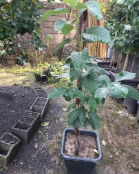 فروش آووکادو