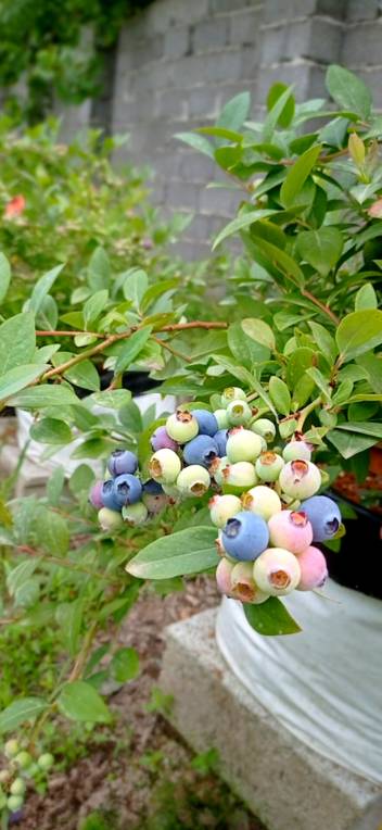 فروش عمده نهال بلوبری ارقام پربازده ژول لگسی بیلوکسی و چندل با ارسال سریع