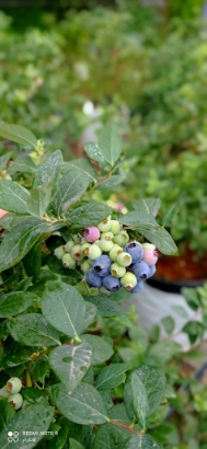 تصویر 2 از فروش عمده نهال بلوبری ارقام پربازده ژول لگسی بیلوکسی و چندل با ارسال سریع