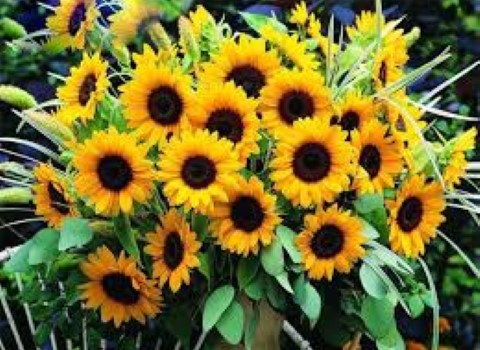 تصویر 2 از گل آفتابگردان طبیعی و شاداب + عمده