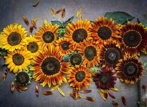 تصویر 3 از گل آفتابگردان طبیعی و شاداب + عمده