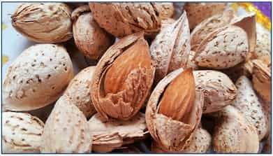 تصویر 3 از بادام درختی جنگلی پوست کاغذی ممتاز