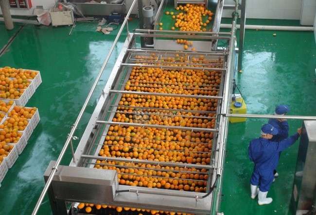 تصویر 2 از کنسانتره نارنج با طعمی اصیل و متفاوت صادراتی درجه یک