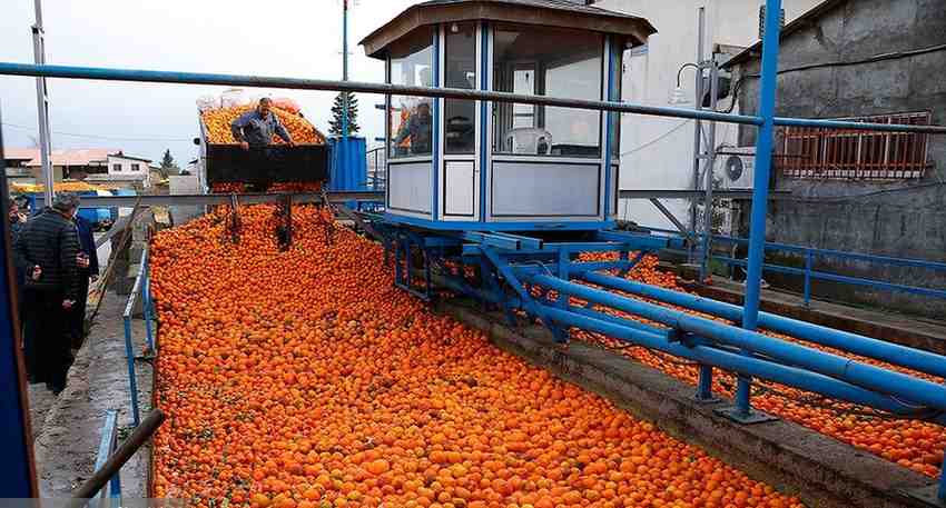 تصویر 4 از کنسانتره نارنگی مازندران با کاربرد گسترده برای آشپز های حرفه ای