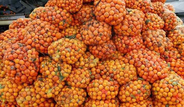 تصویر 4 از کنسانتره نارنگی با رایحه تازه و کاربرد صنعتی برای کارخانه ها