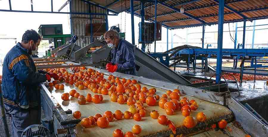 کنسانتره طبیعی نارنج جنگلی تولید شده با فرآیند تولید پیوسته
