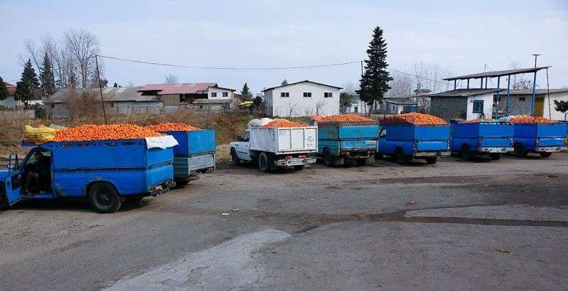 کنسانتره پوره نارنگی جیرفت تغلیظ شده و تازه صادراتی