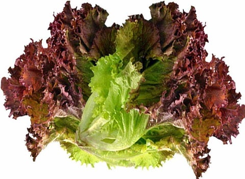 کاهو فرانسوی