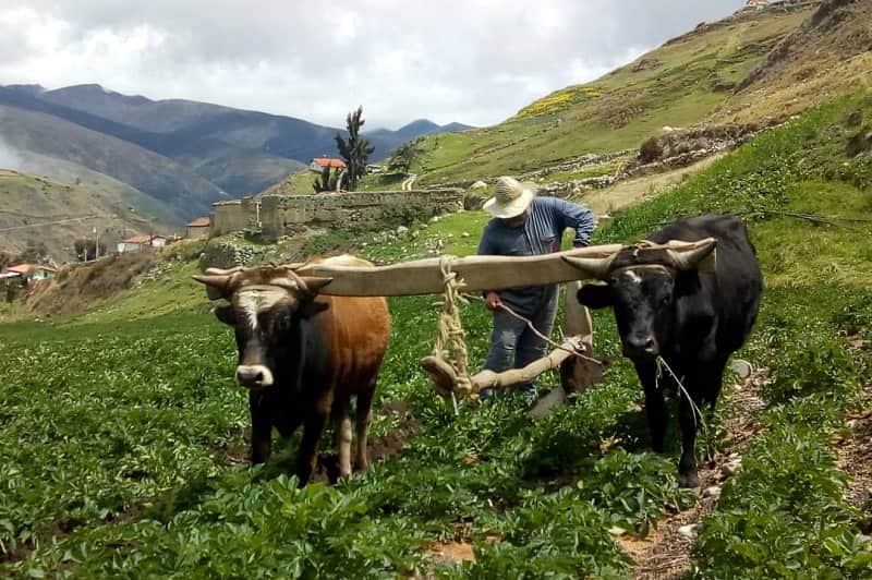 تصویر 3 از گاوآهن چوبی ساختار سنتی کارکرد ساده