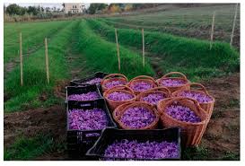 گوگرد گرانول برای زعفران رشد دهنده و تقویت پیاز