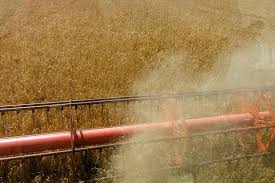 گوگرد گرانول برای گندم افزایش دهنده کیفیت خوشه