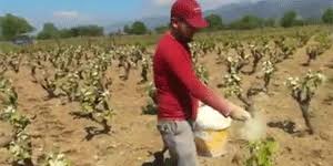 گوگرد گرانول برای انگور با حاصل‌ دهی بهینه میوه