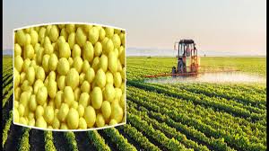 تصویر 4 از گوگرد گرانول برای انگور با حاصل‌ دهی بهینه میوه