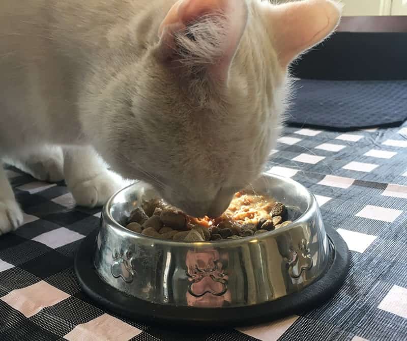 تصویر 1 از غذای گربه غنی از ویتامین ها و پروتئینه شده برای تقویت بدن