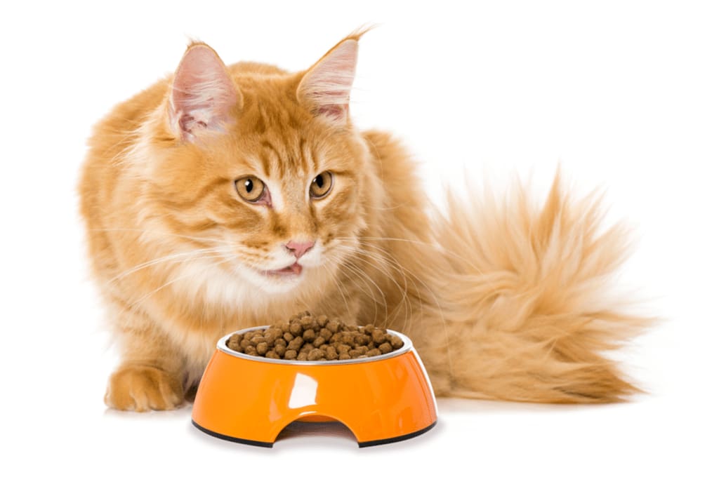 تصویر 2 از غذای گربه غنی از ویتامین ها و پروتئینه شده برای تقویت بدن