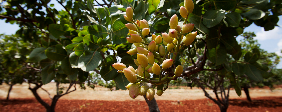 تصویر 4 از پسته اکبری تازه و سورت شده