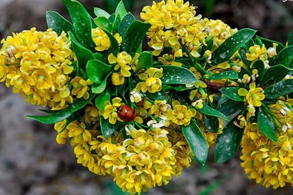 تصویر 3 از زرشک زرد بیرجند با کیفیت عالی و طعمی طبیعی