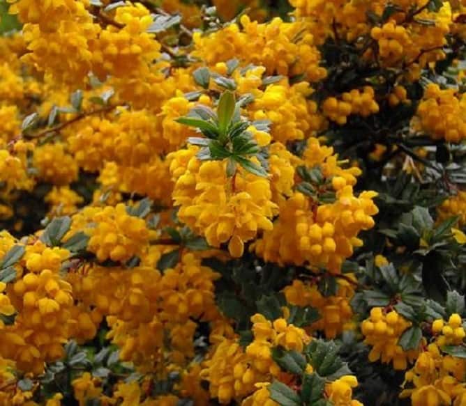 تصویر 1 از زرشک زرد رنگ خوشه‌ای با طعمی تازه و طبیعی