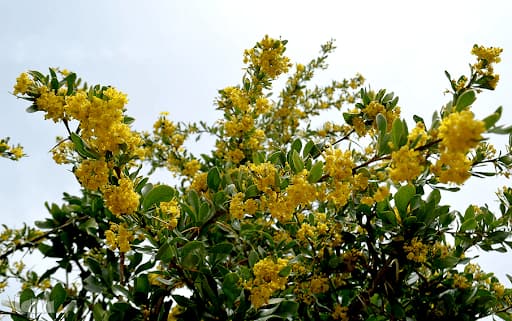 تصویر 3 از زرشک زرد رنگ خوشه‌ای با طعمی تازه و طبیعی