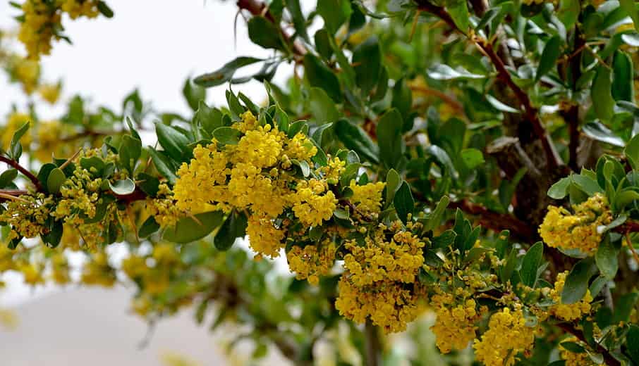 تصویر 1 از زرشک صحرایی برداشت شده از مناطق بکر و دست‌نخورده بیرجند