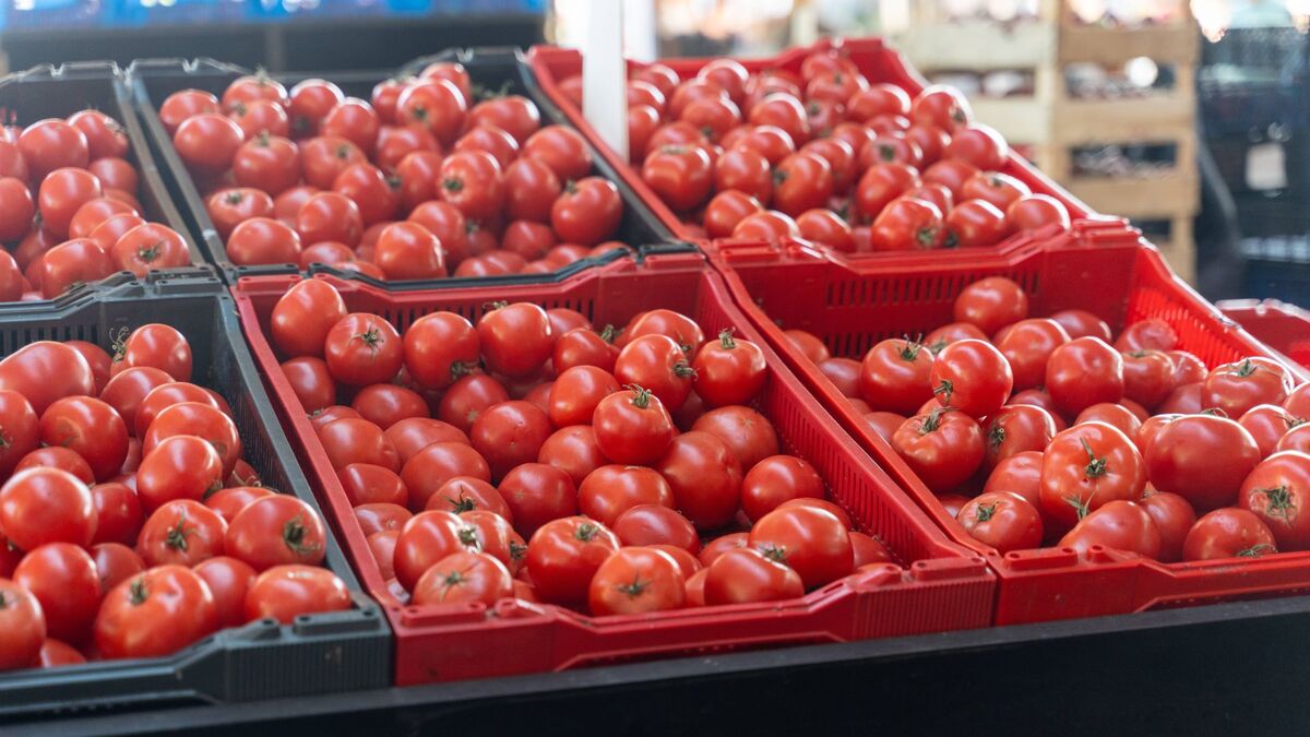 تصویر 4 از گوجه‌ فرنگی صادراتی با کیفیت ممتاز و ماندگاری بالا