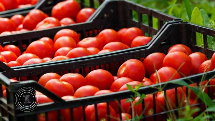 تصویر 4 از گوجه‌ فرنگی شیرین مخصوص سالاد با طعم شیرین و بافت نرم