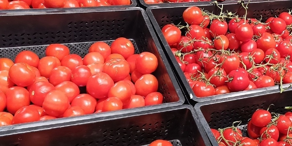 تصویر 3 از گوجه فرنگی ژاپنی ممتاز مناسب صادرات و مصرف عموم