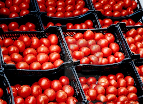 تصویر 4 از گوجه فرنگی ژاپنی ممتاز مناسب صادرات و مصرف عموم