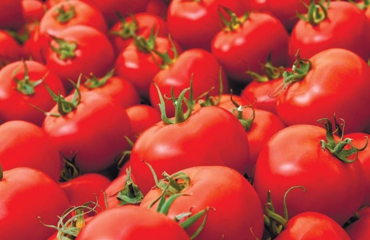 تصویر 4 از گوجه فرنگی درشت و یکدست با کیفیت عالی