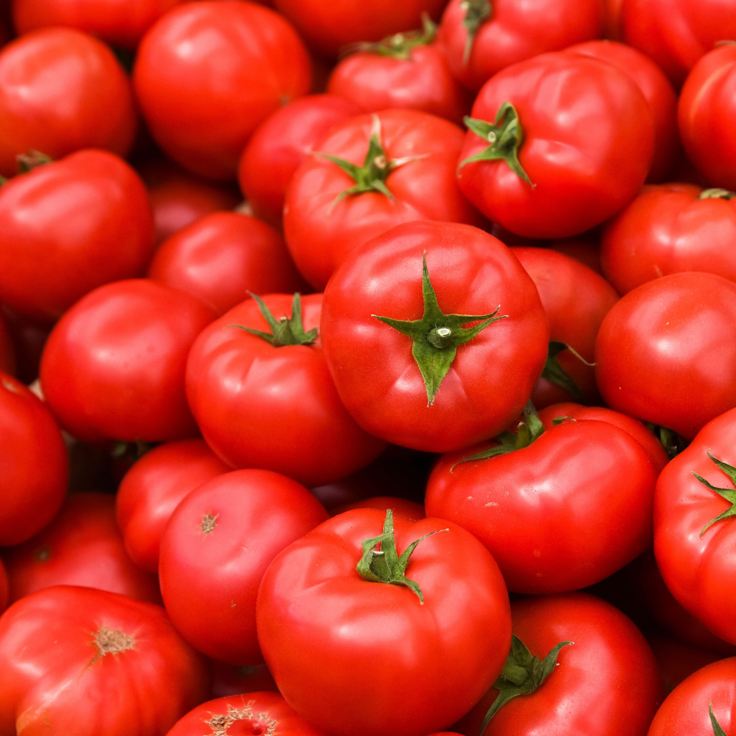 گوجه فرنگی درجه یک با استاندارد های صادراتی