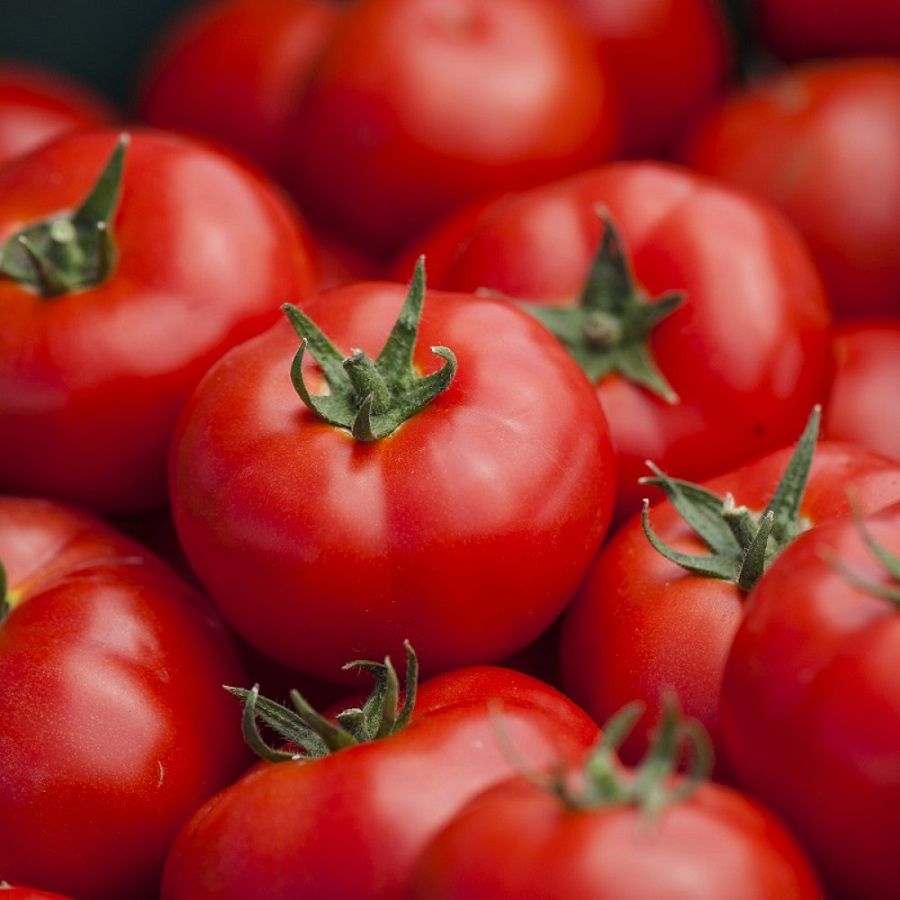 تصویر 3 از گوجه فرنگی طبیعی محصول روز با طعم اصیل و رنگ بازارپسند