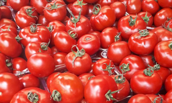 گوجه فرنگی مرغوب با قابلیت فرآوری صنعتی و تولید رب باکیفیت